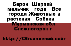 Барон (Шарпей), мальчик 3 года - Все города Животные и растения » Собаки   . Мурманская обл.,Снежногорск г.